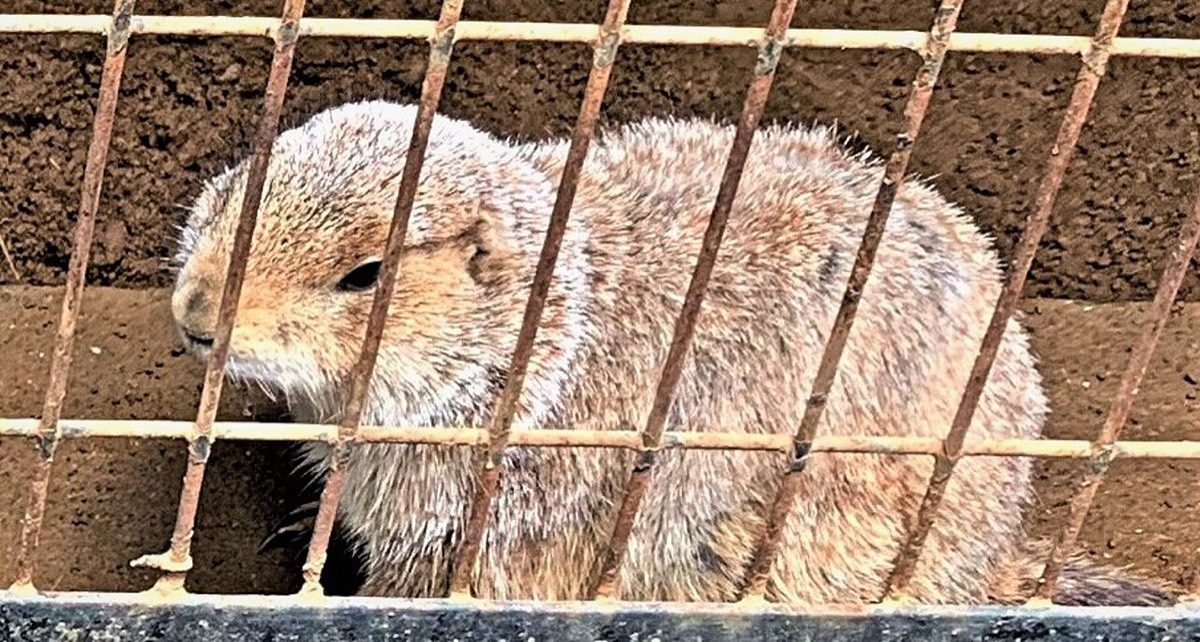 American Guinea Pig