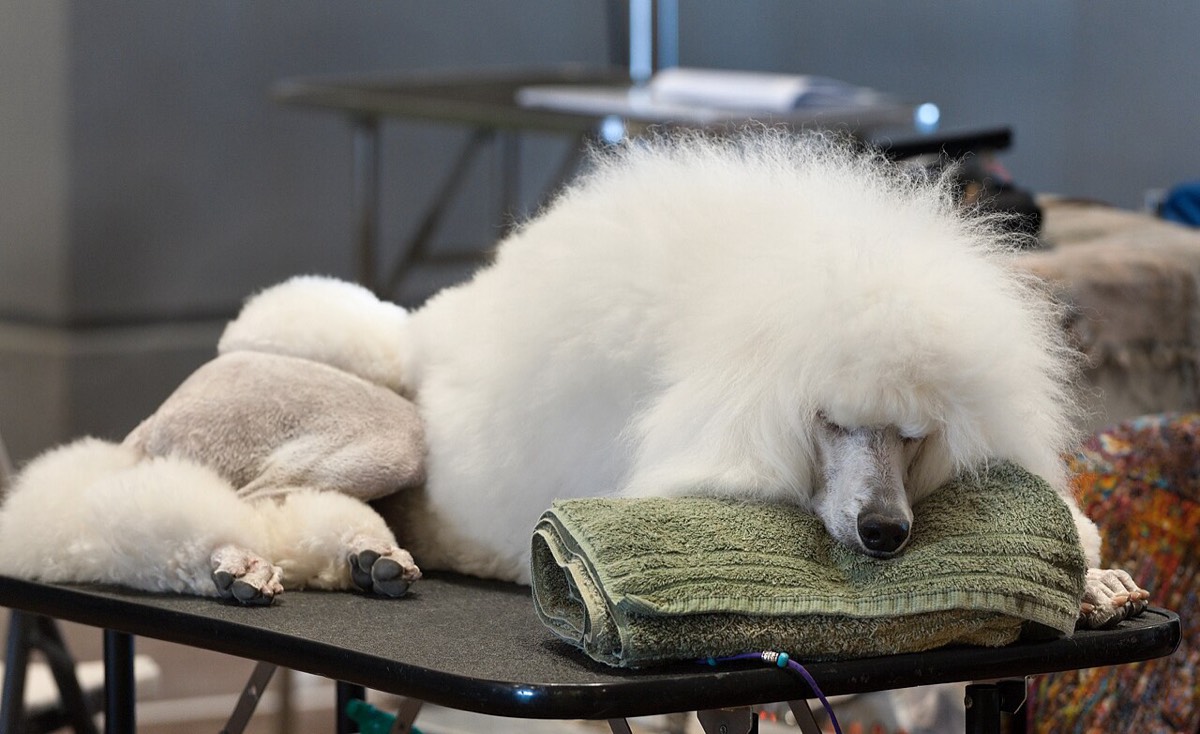 Poodle