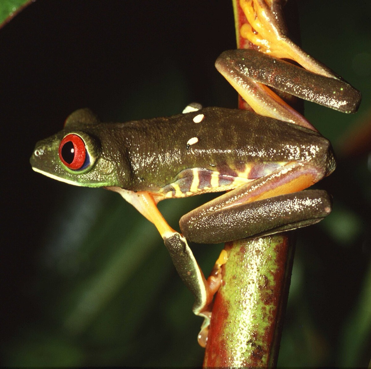 Amphibians