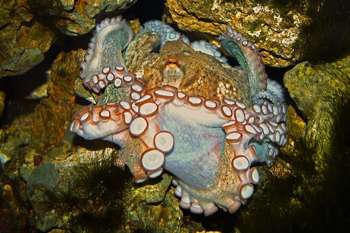 Common Octopus