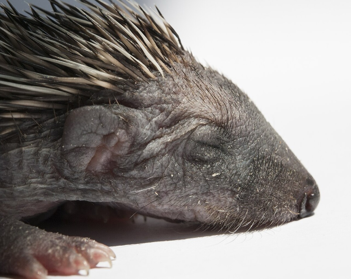 European Hedgehog
