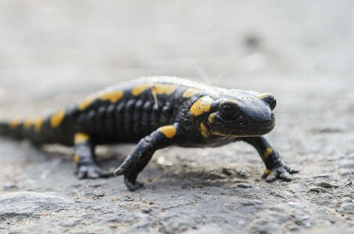 Fire Salamander