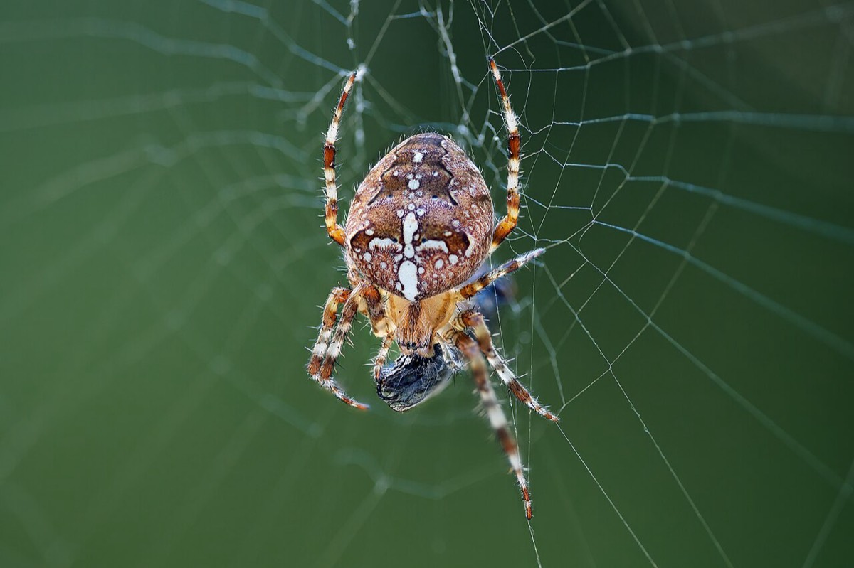 European Garden Spider