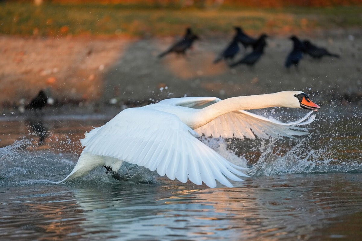 Mute Swan